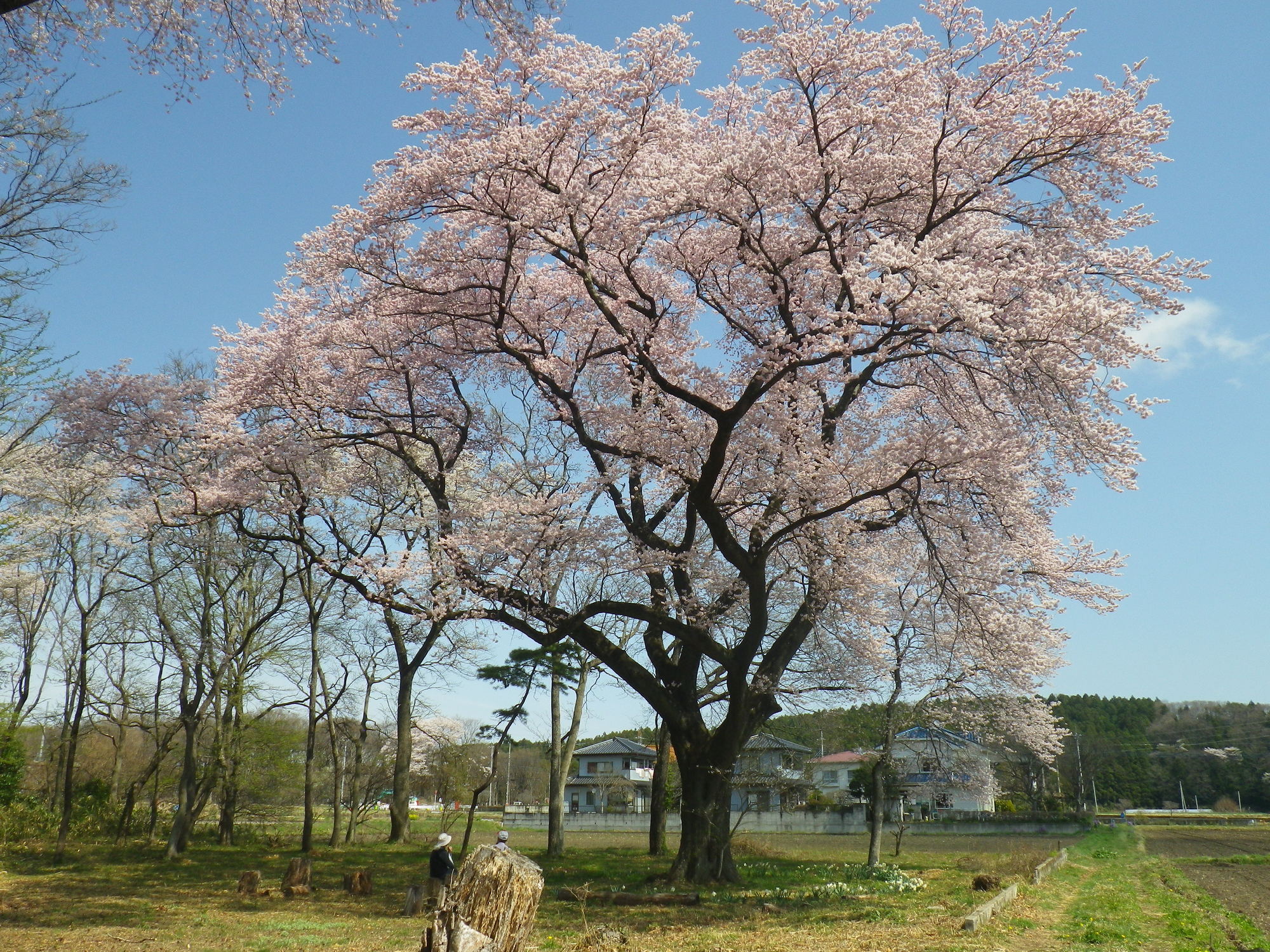 新南のエドヒガンザクラ | 日本遺産「那須野が原」
